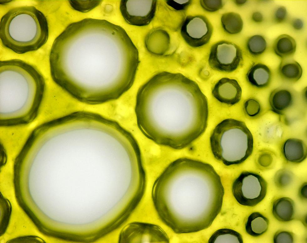 Diamonds are Forever - Nancy Hui George